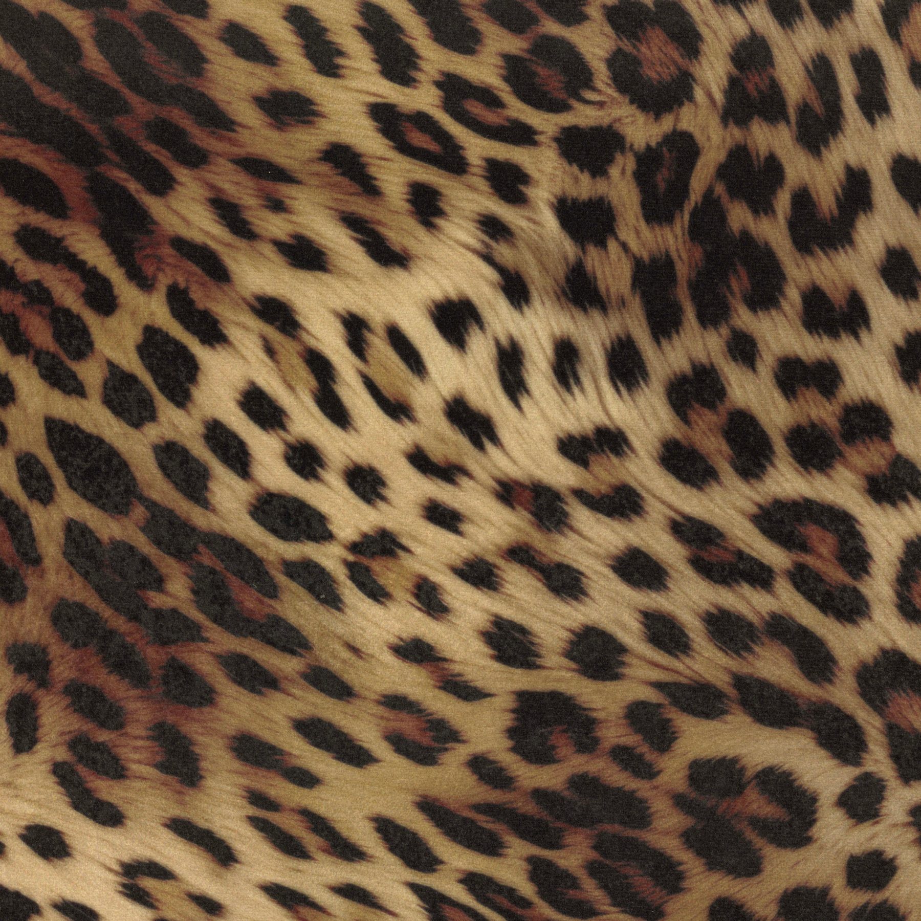 12005 (CHEETHA)