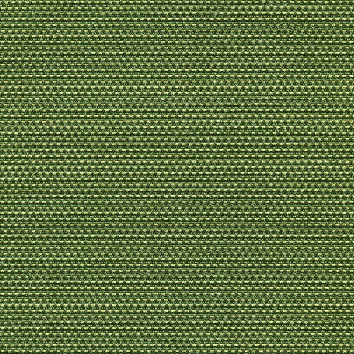 30809 CHIVE (MOLLY)