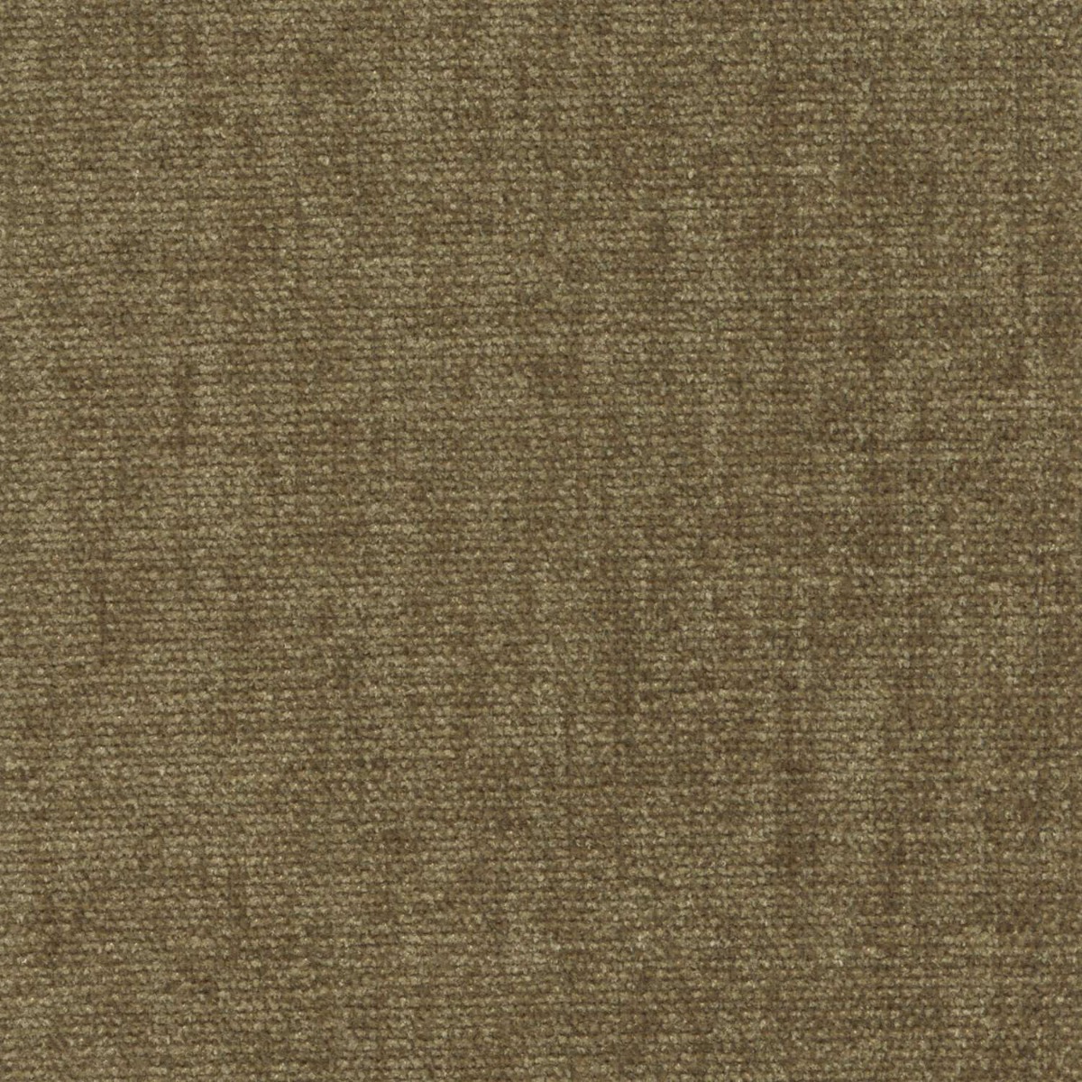 42055 OLIVE (CHARISMA)