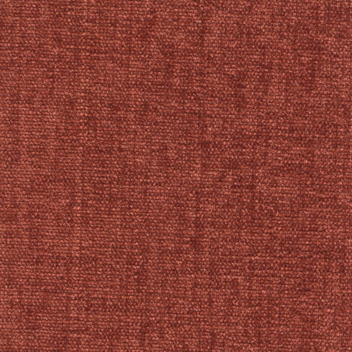 45423 RUSSET (CHARISMA)