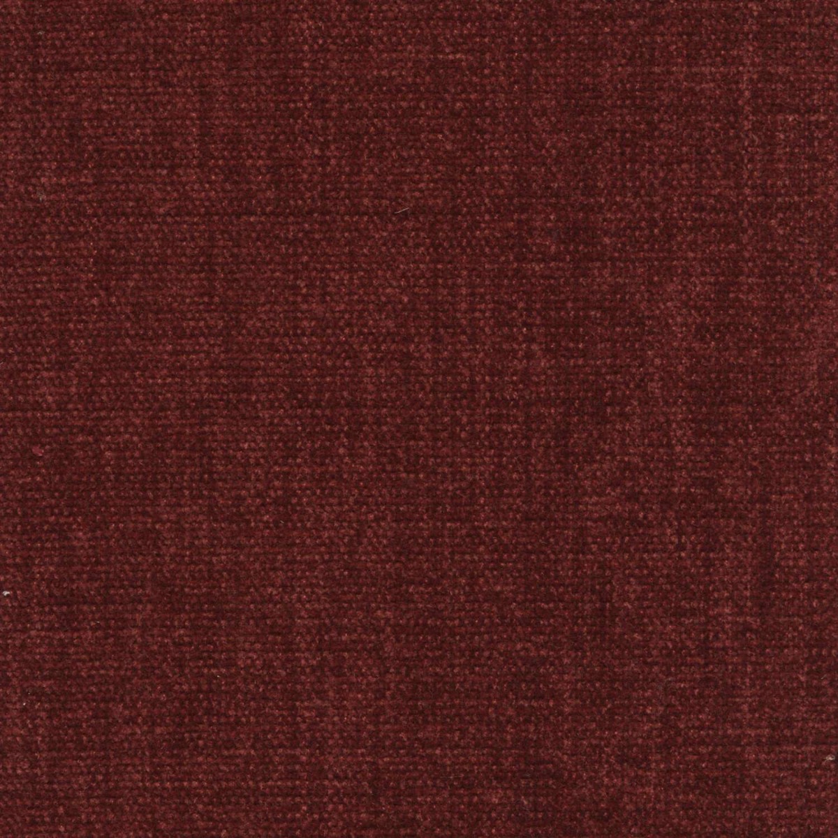 42054 CINNAMON (CHARISMA)