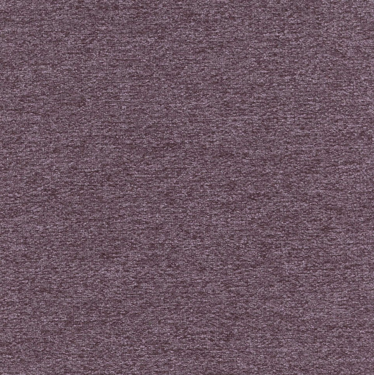 45522 LILAC (WOOLLY)