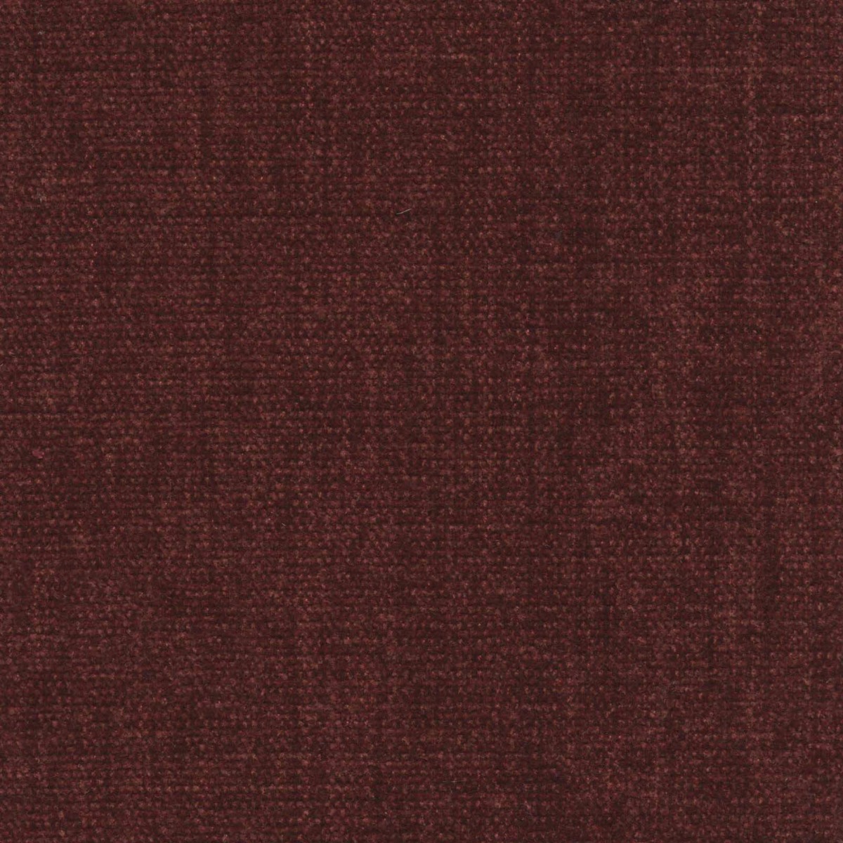 46035 CINNAMON (CHARISMA)