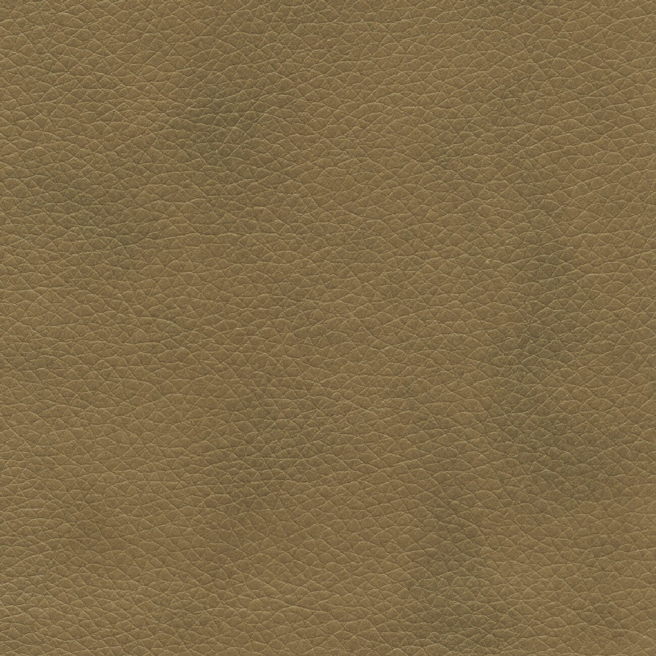 50221 PECAN (VENUS)