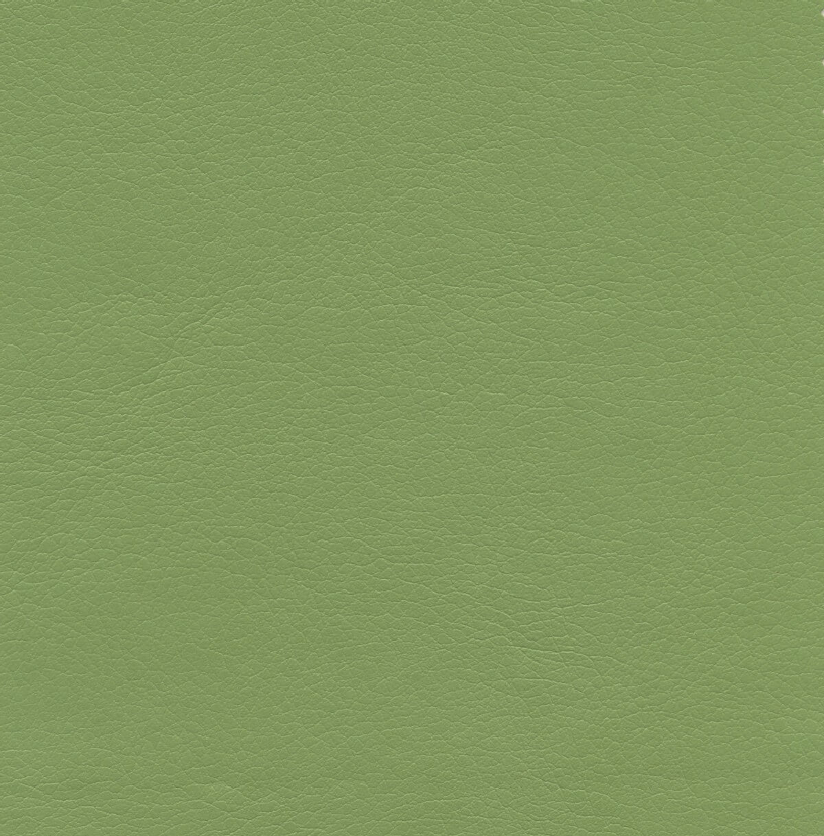 50236 KIWI (TAOS SPA)