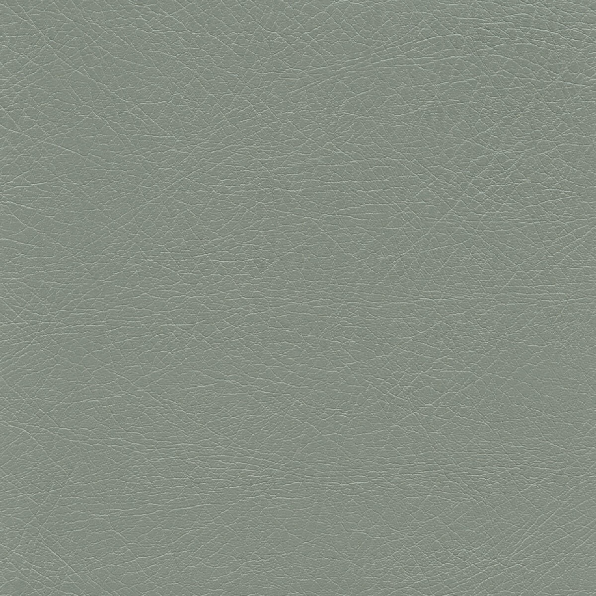 50261 EUCALYPTUS (SUPPLE)