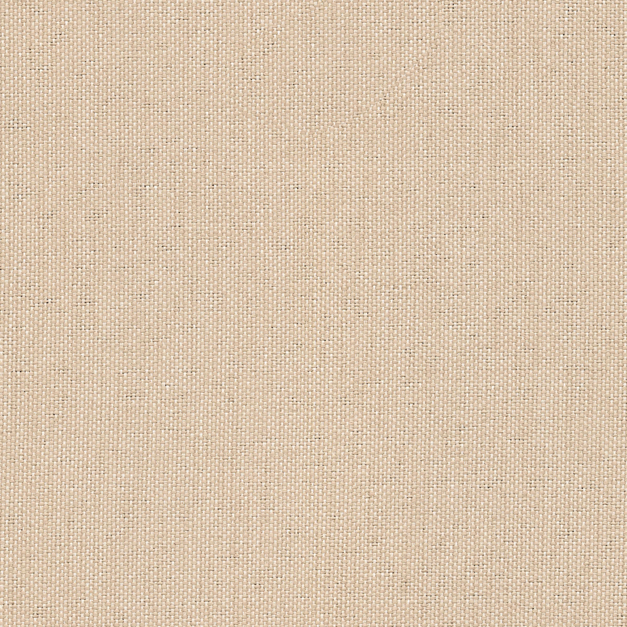 53025 CHINO (CANDY)