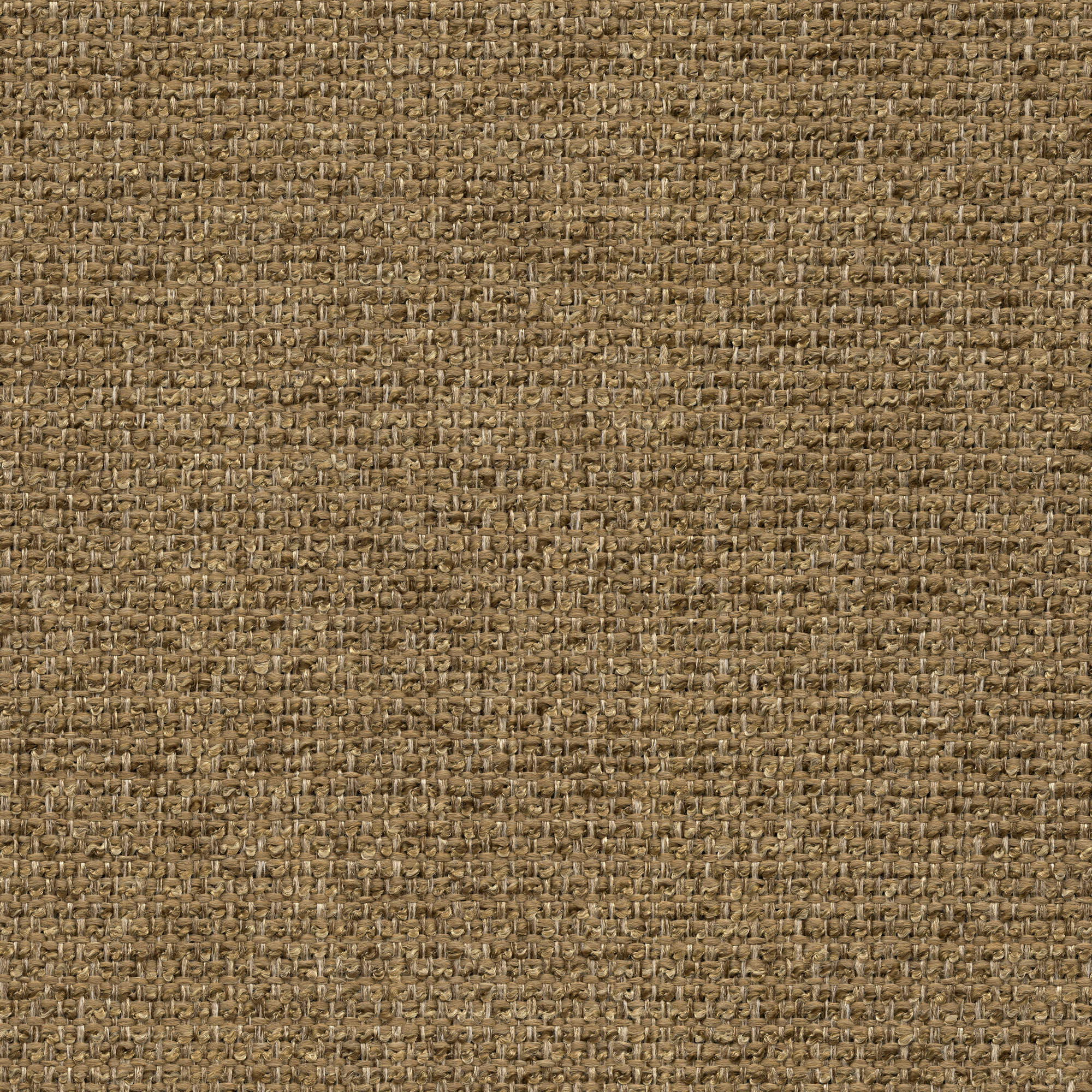 53421 CAMEL (CHORUS)
