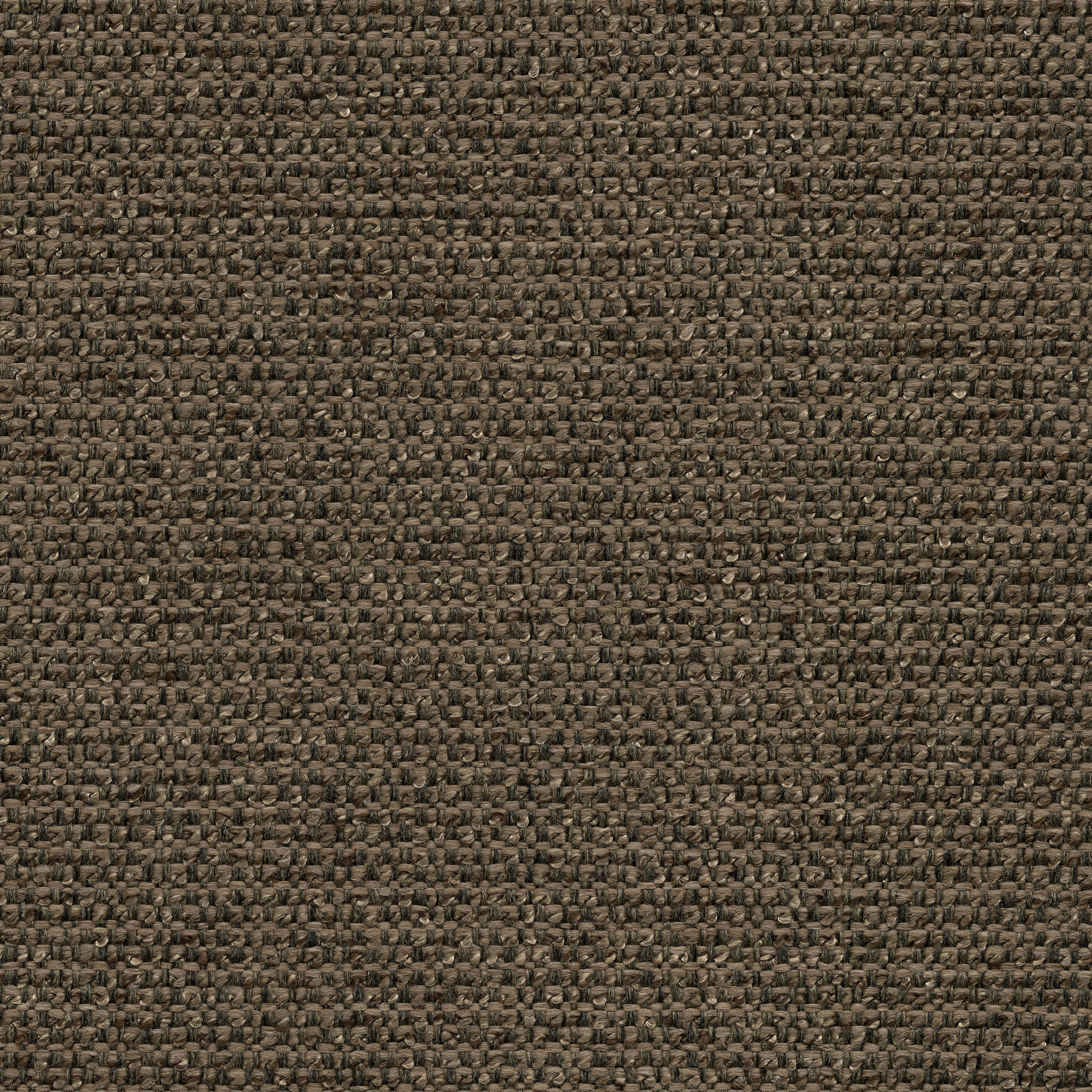 53433 BARK (CHORUS)