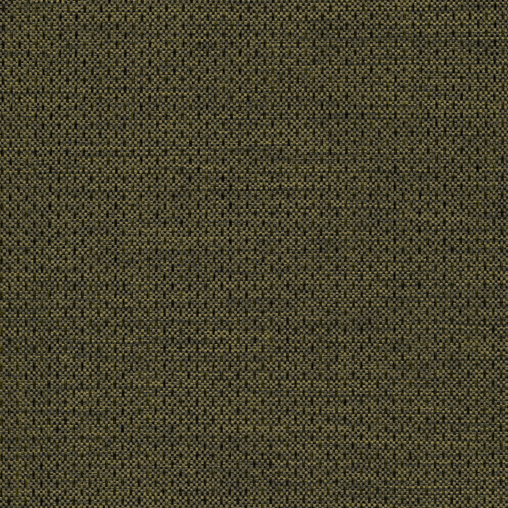 53543 BASIL (ALLURE)