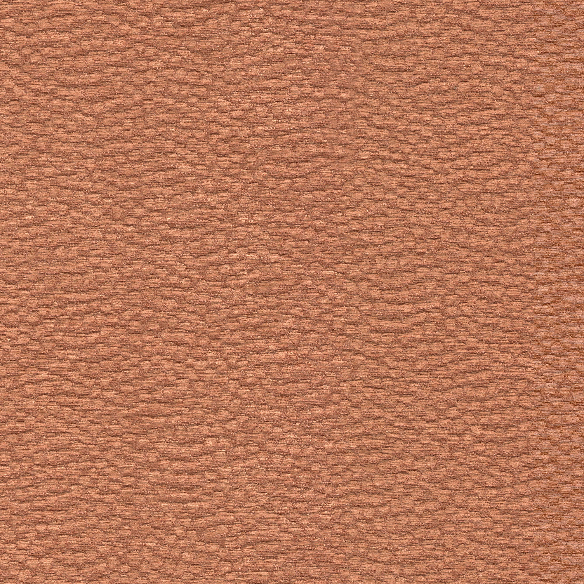 54407 CORAL (ABBOT)