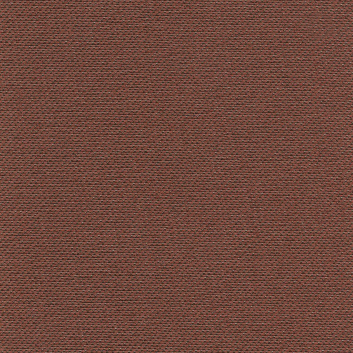 56155 TOMATO (ACCOLADE PLUS)