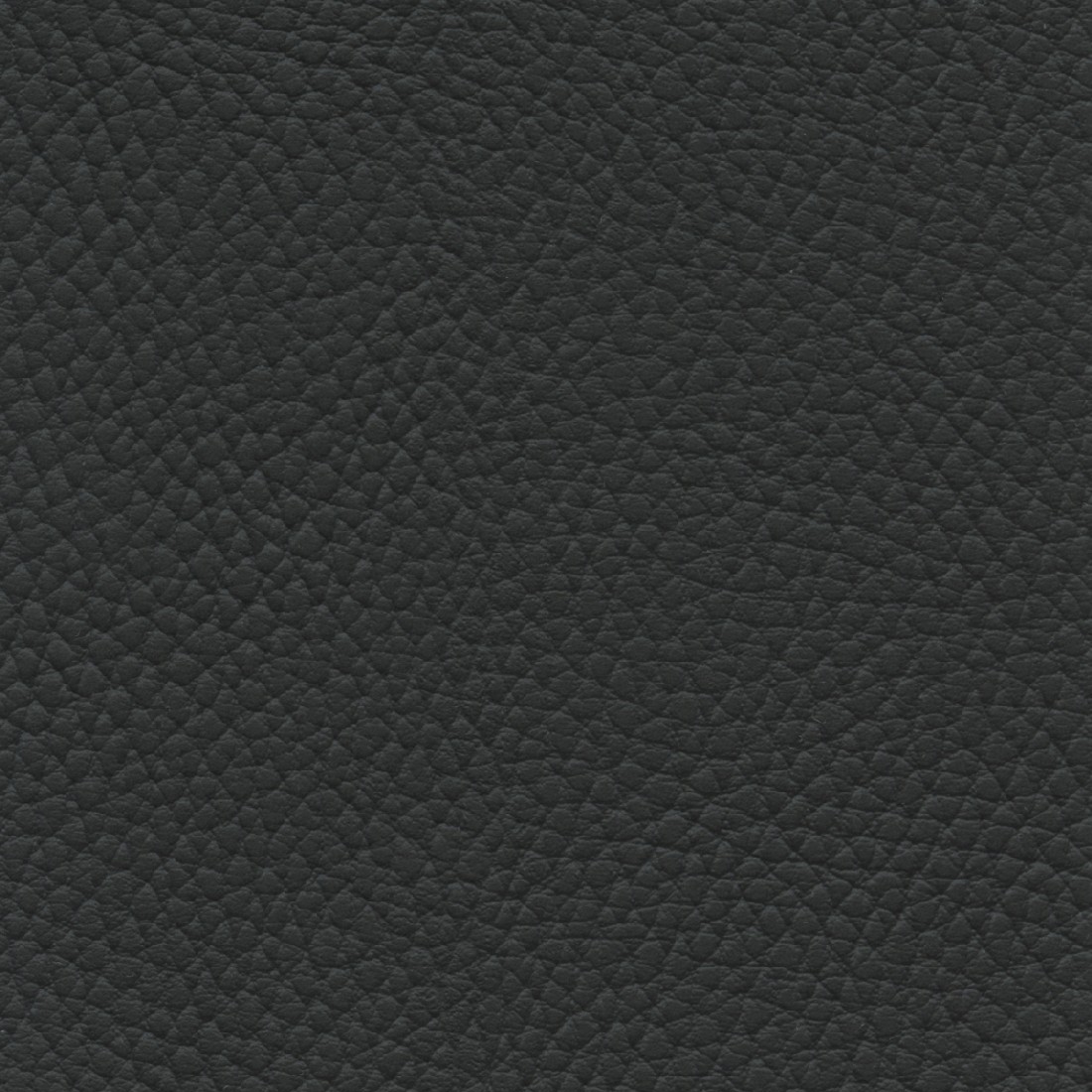 BEL3316 BLACKBEARD (BELUGA)