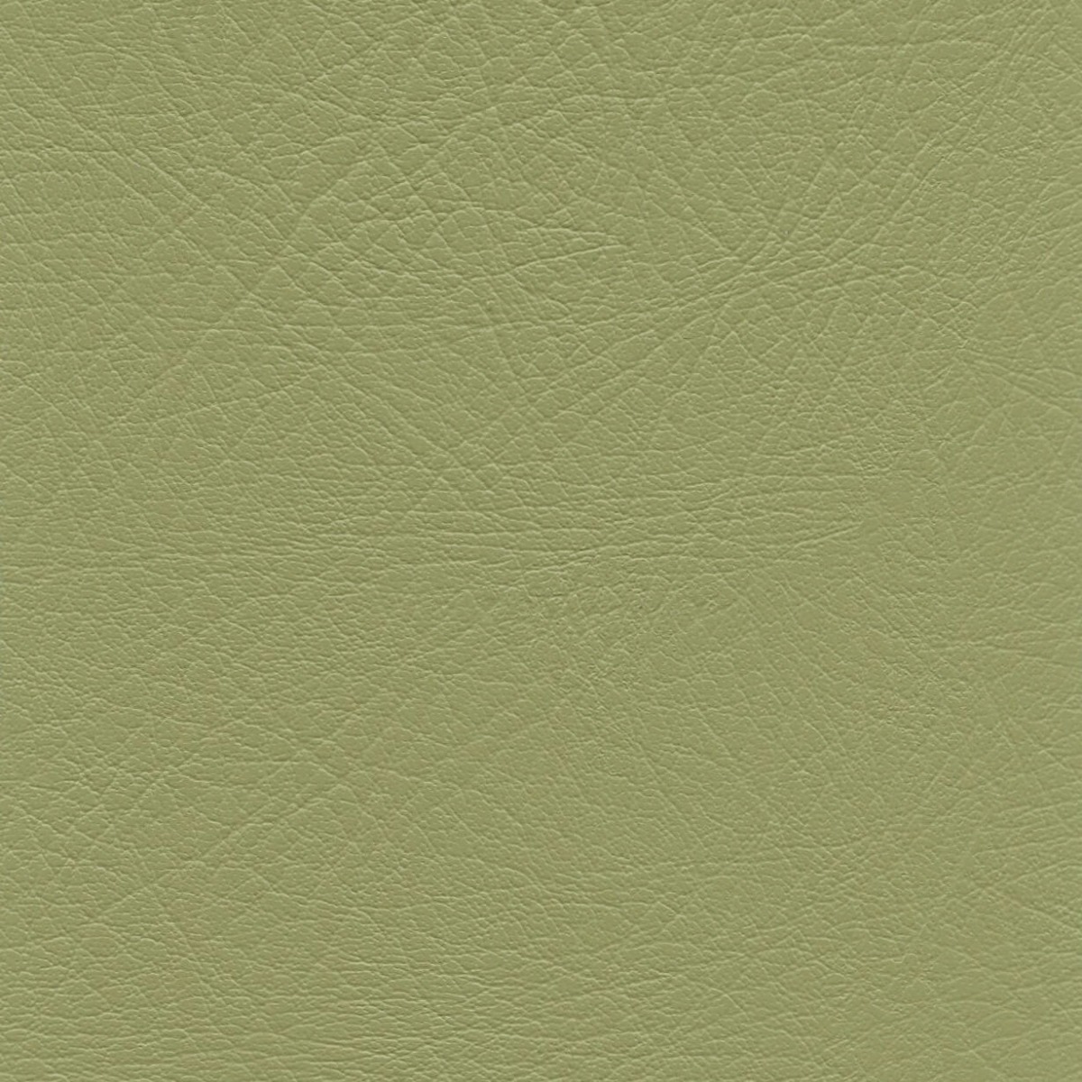 LEXI-LICHEN LICHEN (LEXI)