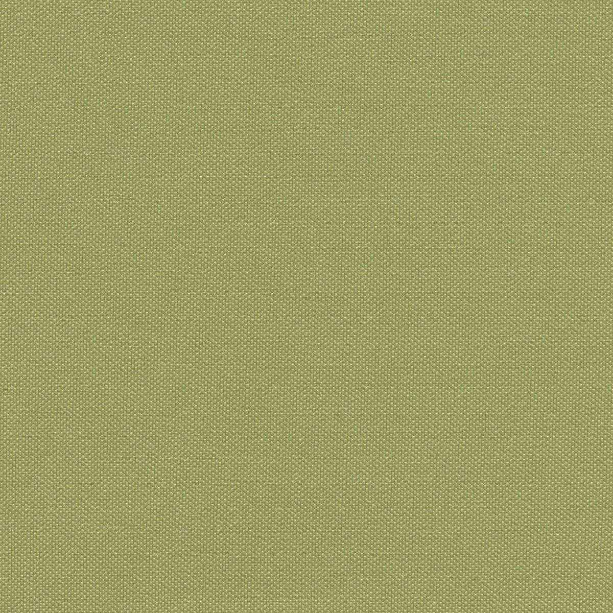 STX8819 CELERY (SILVERTEX)